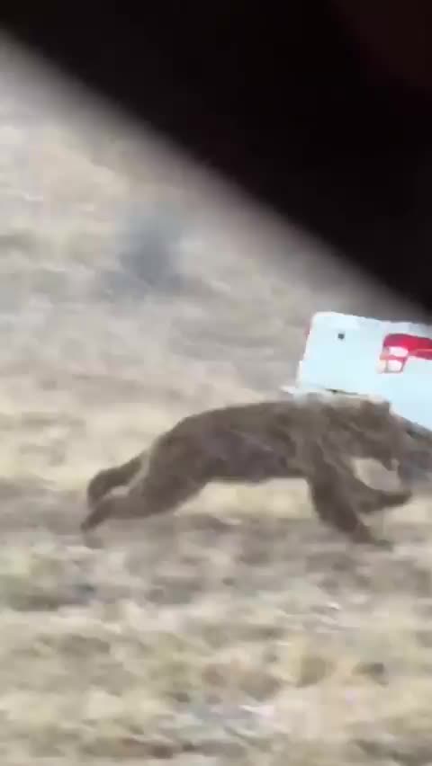   لحظه حمله خرس به محیطبان بعد از آزادسازی در طبیعت!