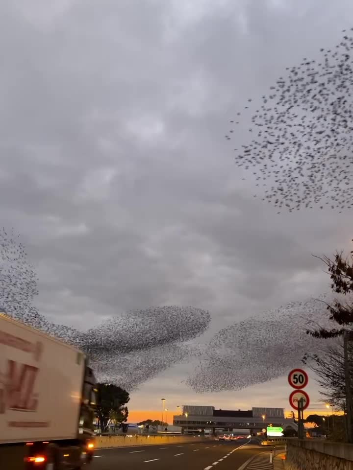   پرواز شگفت‌انگیز پرندگان در آسمان ایتالیا