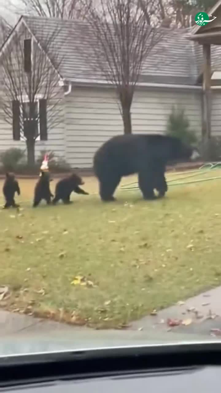   راه رفتن جالب بچه خرس‌ها روی دو پا