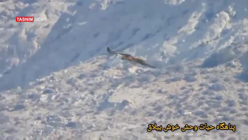   تصاویر تازه از پرواز همای سعادت در آسمان خوش‌ییلاق‌