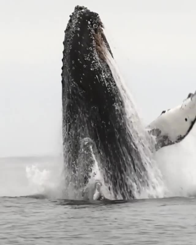   تصاویر محسورکننده از یک نهنگ گوژپشت