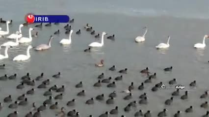   حیات دوباره به تالاب کانی‌برازان