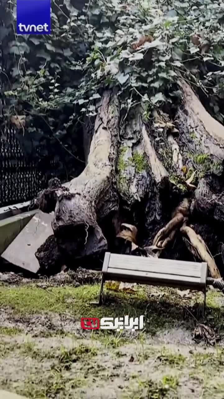   کنده شدن یک درخت تاریخی ۵۵۶ ساله از ریشه در استانبول ترکیه‌