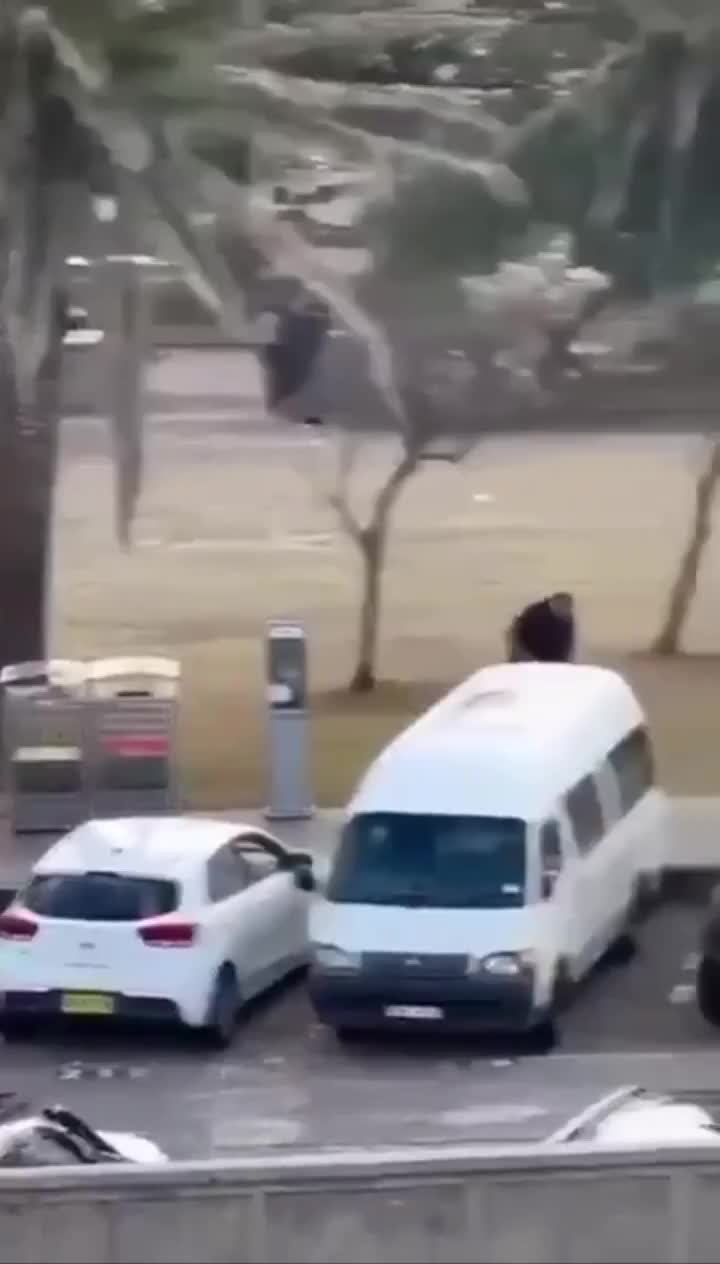   لحظه خلع سلاح یکی از مهاجمین در سیدنی