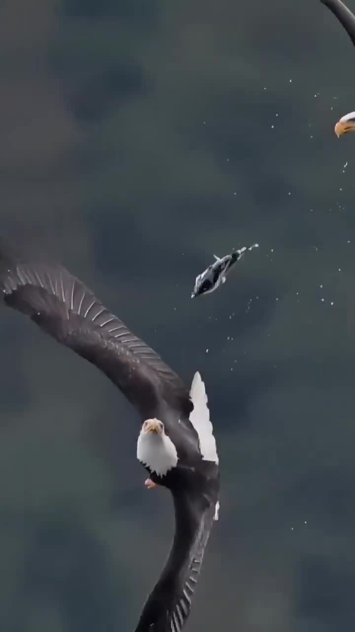   حرکت عاشقانه عقاب نر؛ پیشکش طعمه به عقاب ماده در دل آسمان