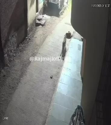   نبرد جسورانه سگ خانگی با پلنگ مقابل لنز دوربین مداربسته!