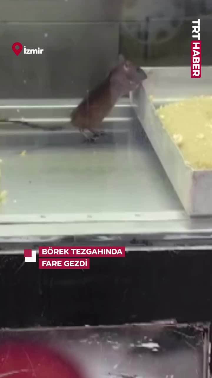   تصاویر چندش‌آور از پرسه یک موش میان سینی‌های قنادی