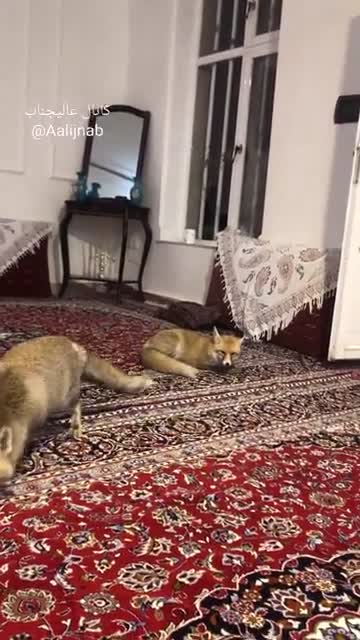   پناه آوردن روباه‌ها در شب برفی به خانه‌های مردم