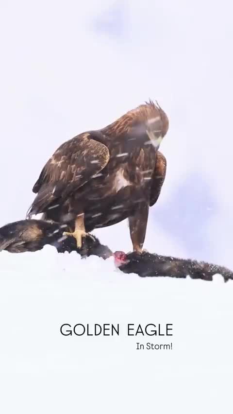   ویدیویی از عقاب طلایی ارتفاعات برفی البرز