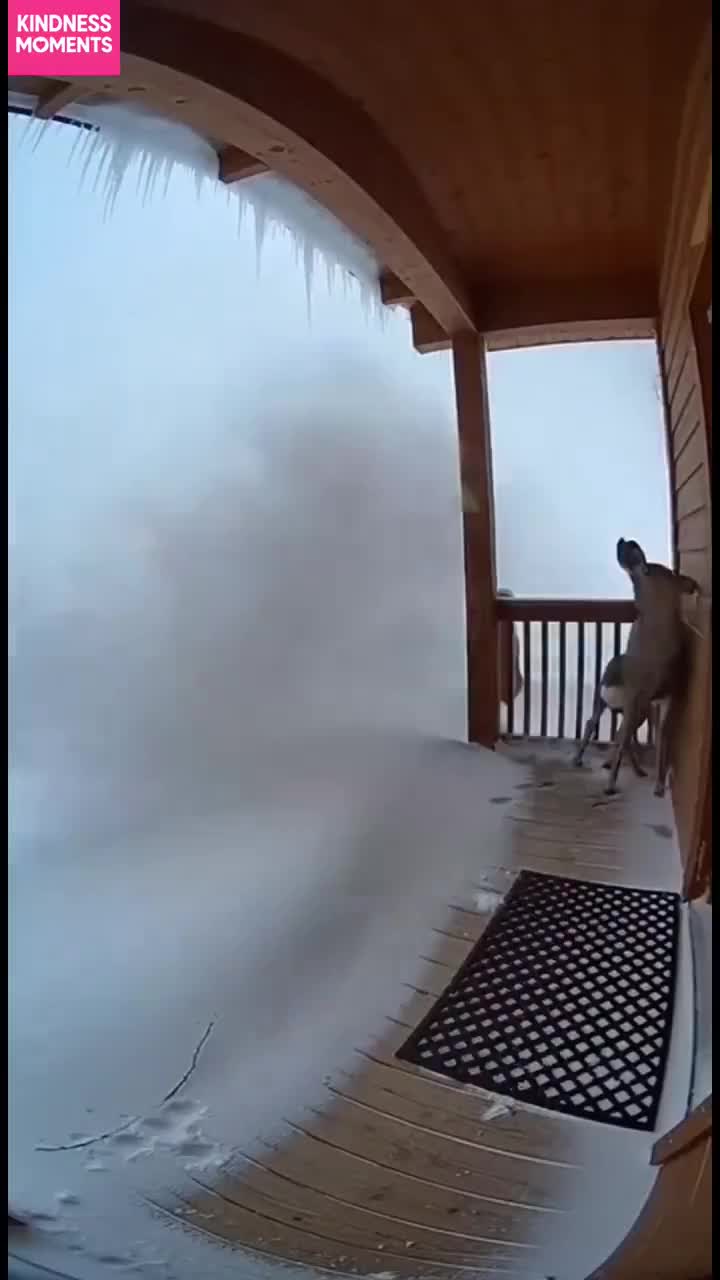 از توئیتر چه خبر؟ | فیلم فرار و نجات معجزه‌آسا از بهمن هولناک!