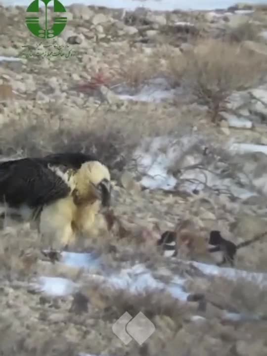   همای سعادت، میهمان ویژه عقاب‌ها به صرف خوراک بره!