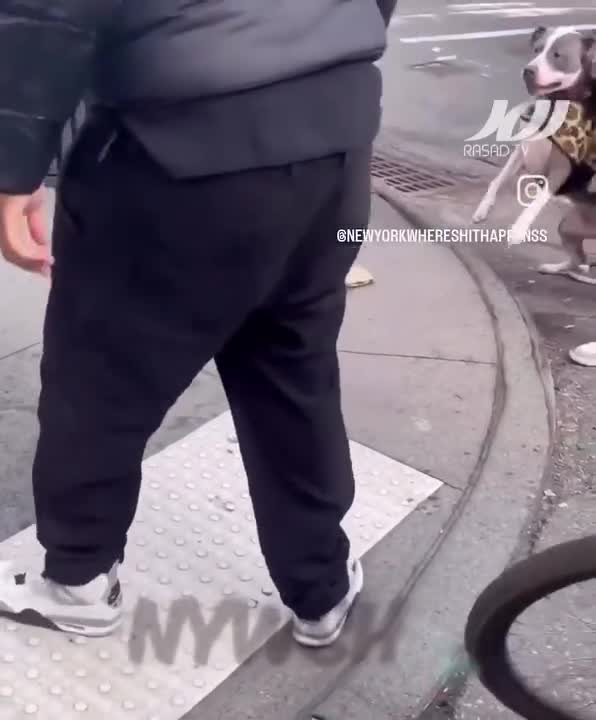   حمله وحشتناک سگ به یک کودک در نیویورک