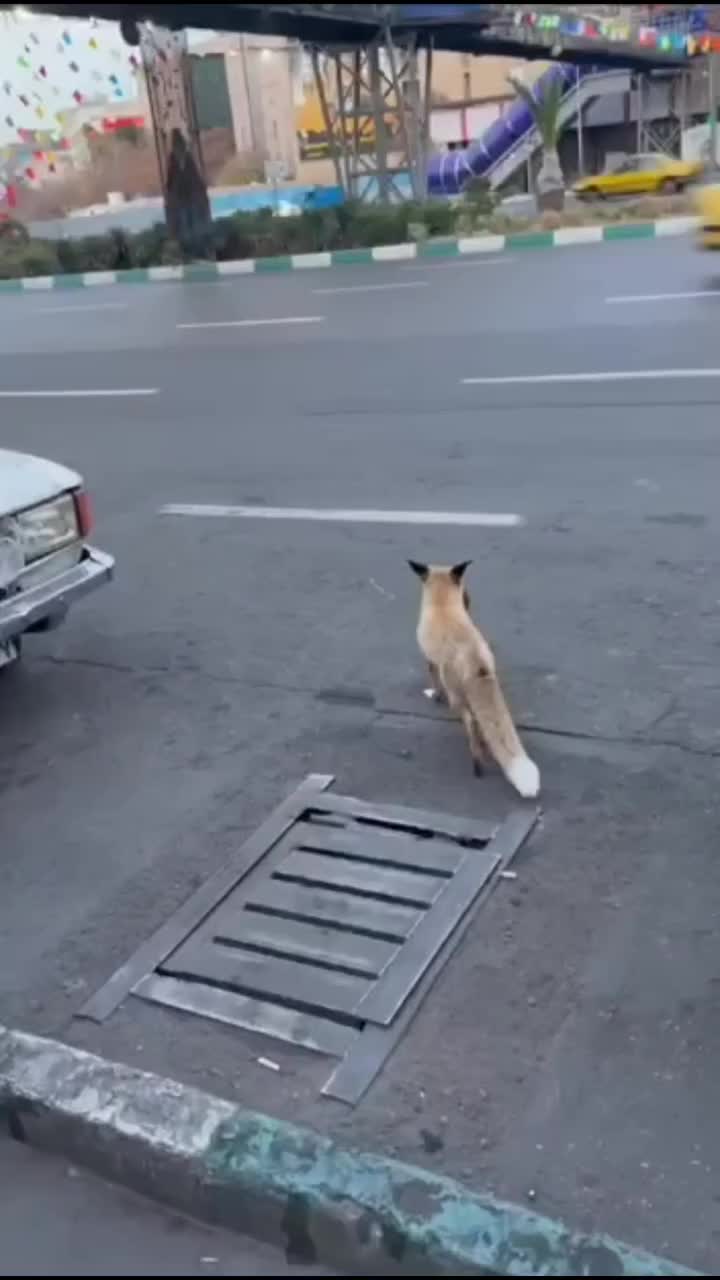   تصاویری از شکار موش توسط یک روباه در میدان هفت تیر تهران!