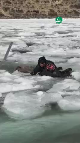   نجات یافتن سه گوزن سفید نادر در چین