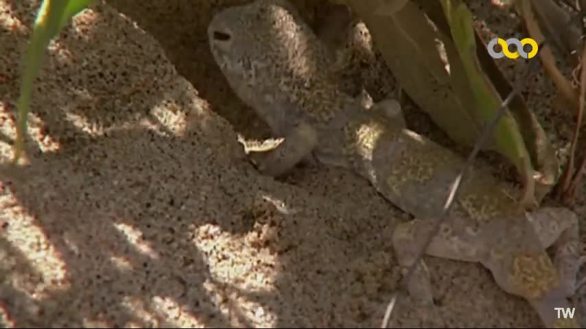   عملیات شکار یک مارمولک توسط افعی شاخدار