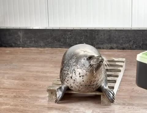   آوازخوانی فک دریایی به نام ژوپیتر در آکواریوم ولادی‌وستوک روسیه