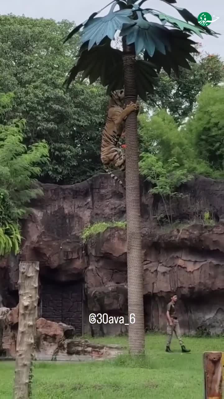   بالا رفتن شگفت‌انگیز ببر بنگال از درخت در جنگل