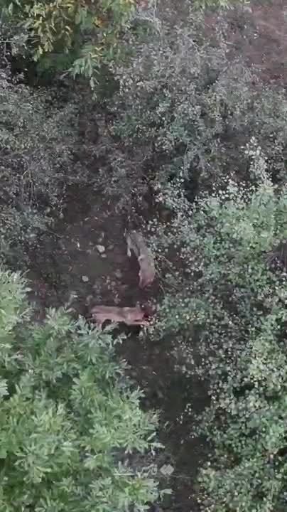   شکار گراز توسط گرگ‌ها در ارتفاعات مازندران