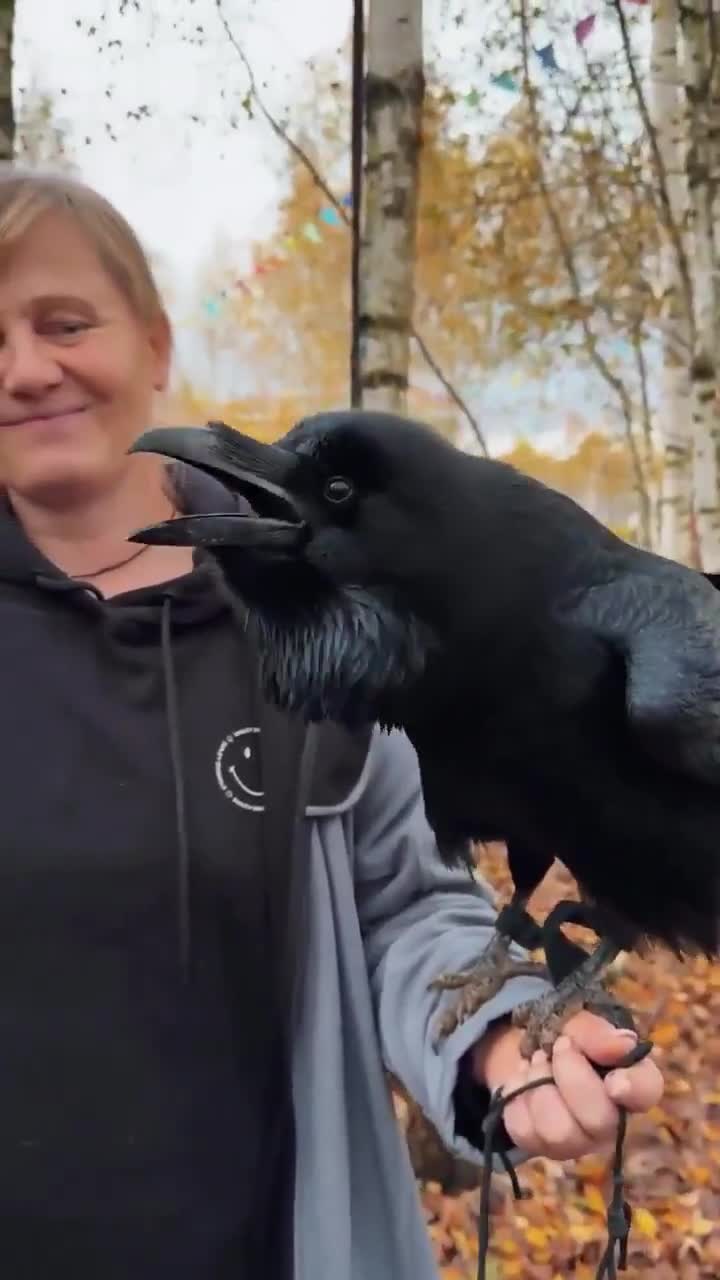   تقلید صدا و حرف زدن ترسناک کلاغ روس!