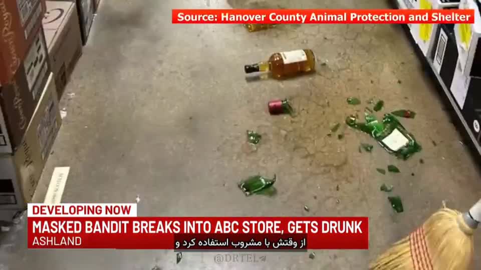   حمله یک راکون مَست به فروشگاه!