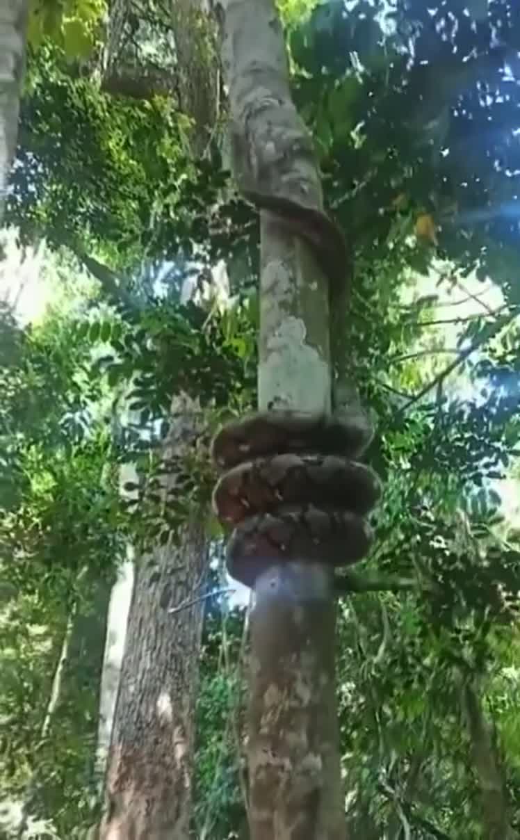 مار پیتون عظیم‌الجثه در یک چشم به هم زدن مثل فنر از درخت بالا می‌رود