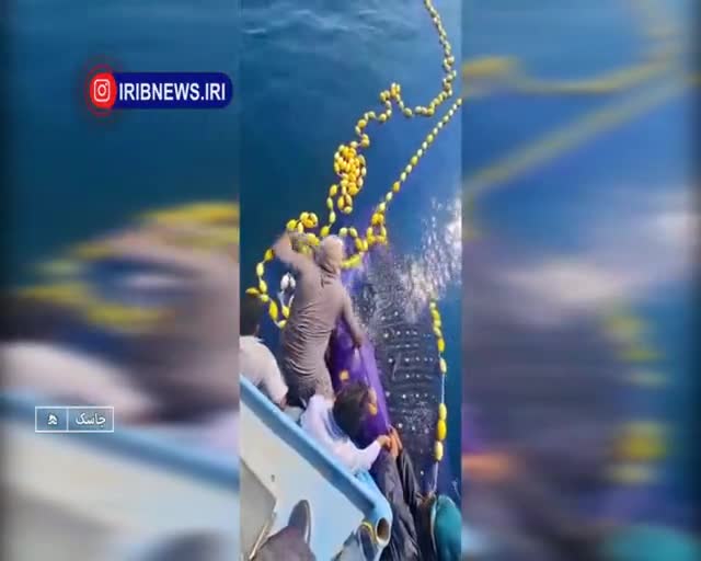   کوسه نهنگی غول پیکر در تور صیادان جاسکی