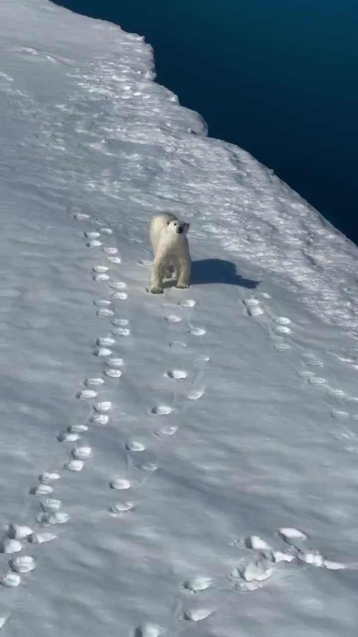   ژست‌های بامزه یک خرس قطبی برای عکس داخل بالگرد!