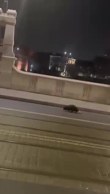   قدم‌زدن سگ آبی در خیابان‌های وروتسواف