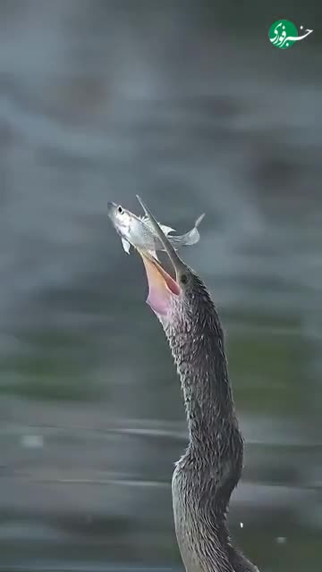   سرعت و دقت یک مرغ مارگردن هنگام بلعیدن ماهی