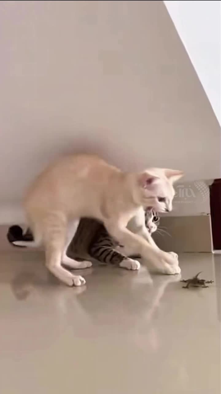   اقدام عجیب اما خنده‌دار یک گربه هنگام وحشت از یک مارمولک!