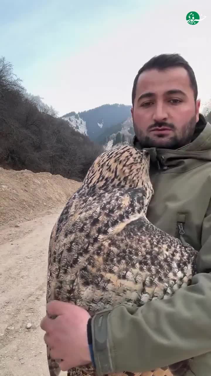   عظمت و زیبایی جغد شاه بوف سوفیا