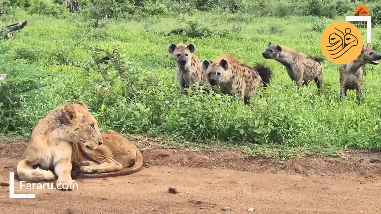  ترحم کفتارها به شیر ماده نابینا