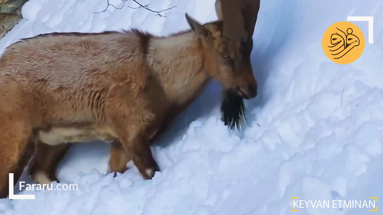  گشت‌وگذار پازن در طبیعت سفیدپوش پارک ملی گلستان