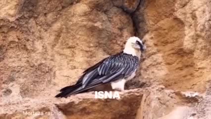 تصاویری جدید از همای سعادت در پارک جنگلی تندوره