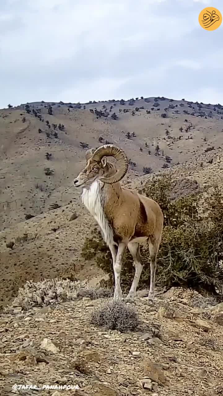  شکوه و زیبایی قوچ اوریال در پارک ملی گلستان
