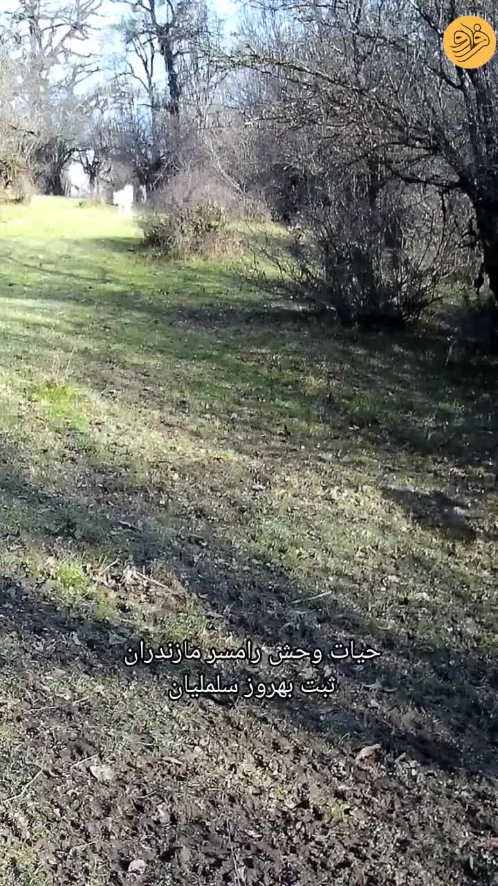  عبور خانواده خرس قهوه‌ای در حیات وحش رامسر