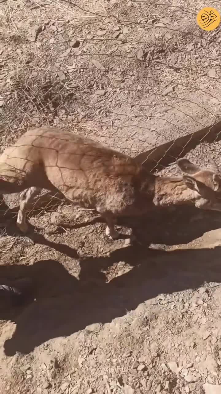  موتورسواران در فردوس میش‌های اوریال را نجات دادند