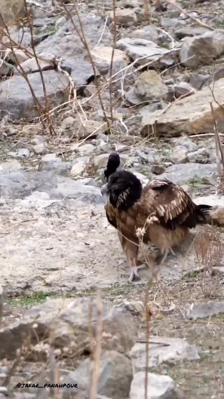   قدم زدن همای جوان در پارک ملی تندوره