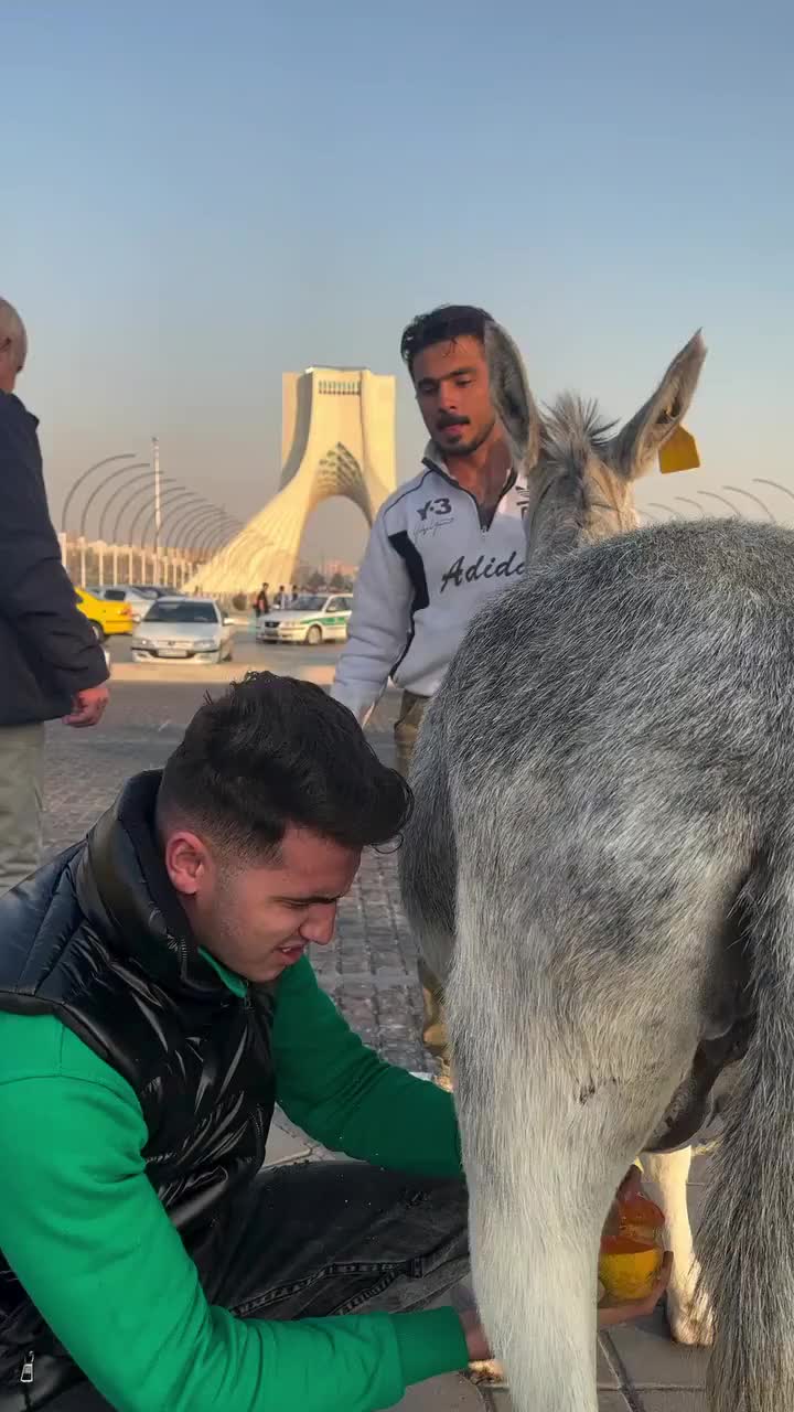  دوشیدن شیر خر در میدان آزادی تهران!