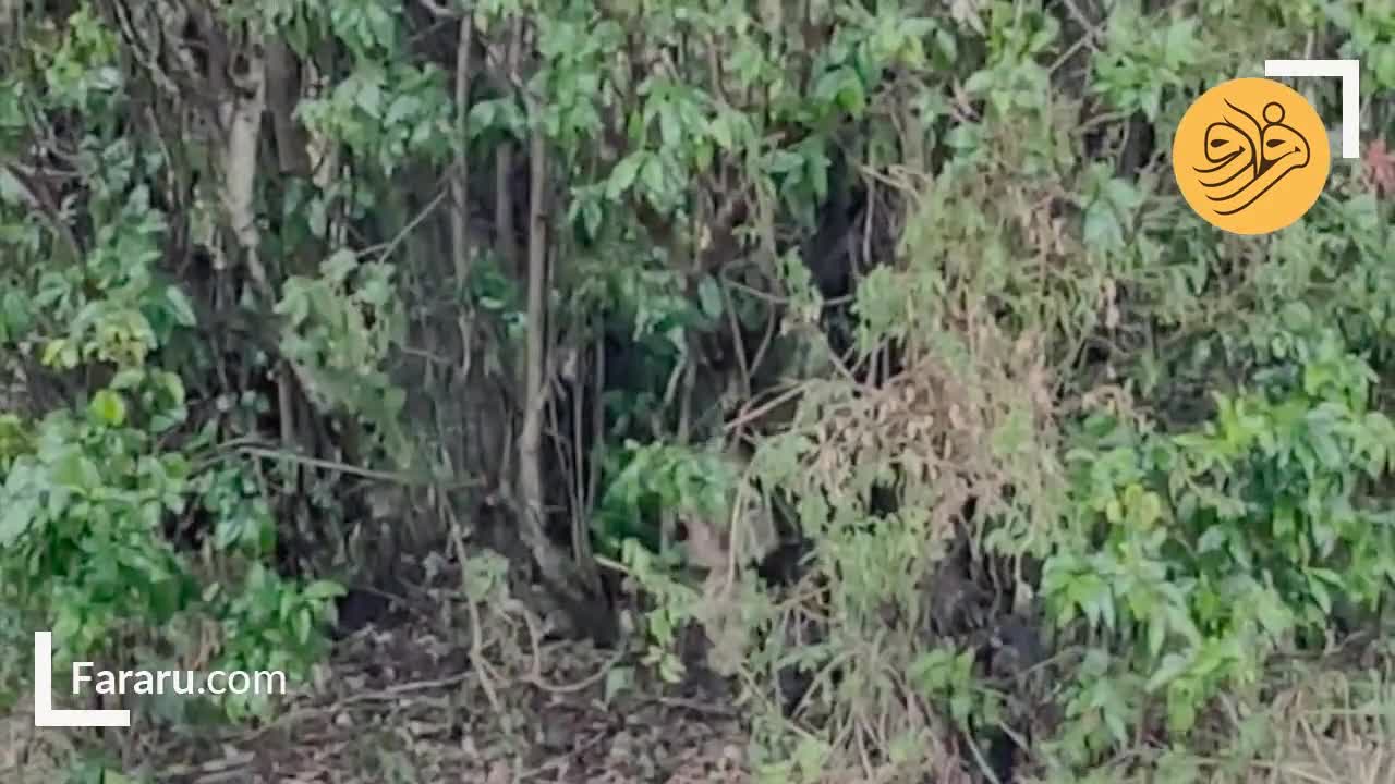  کبرای گردن سیاه خانواده شیرها را فراری داد