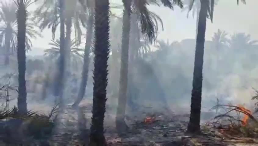  ۱۵۰ نخل در آتش‌سوزی منطقه تنگ خور اشکنان فارس سوخت