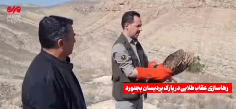   رهاسازی یک بهله عقاب طلایی در طبیعت پارک پردیسان باباامان بجنورد