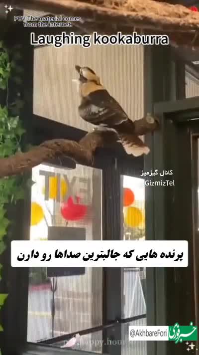   عجیب‌ترین صدای پرنده‌ها که تا حالا نشنیده‌اید