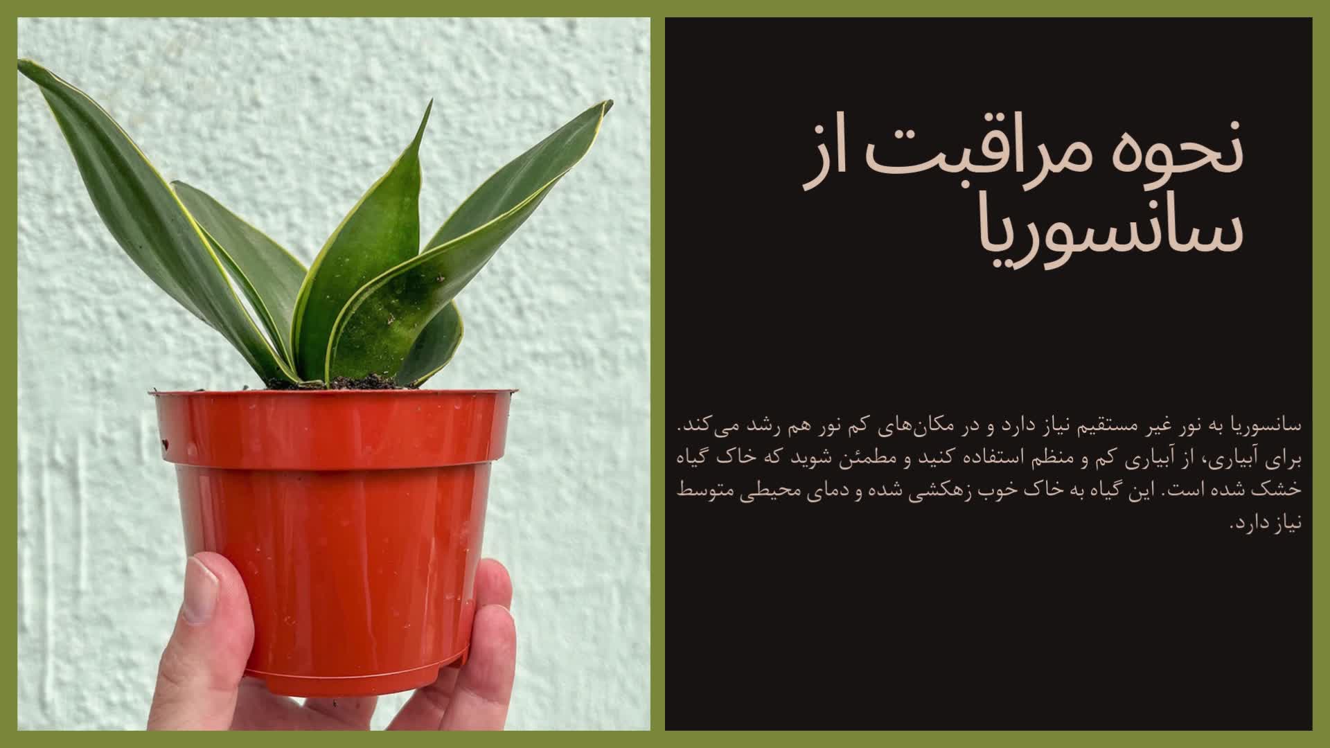 نحوه مراقبت از گیاه سانسوریا