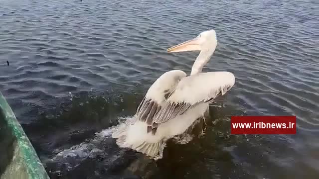  رهاسازی پلیکان بهبودیافته در یکی از تالاب‌های صومعه سرا