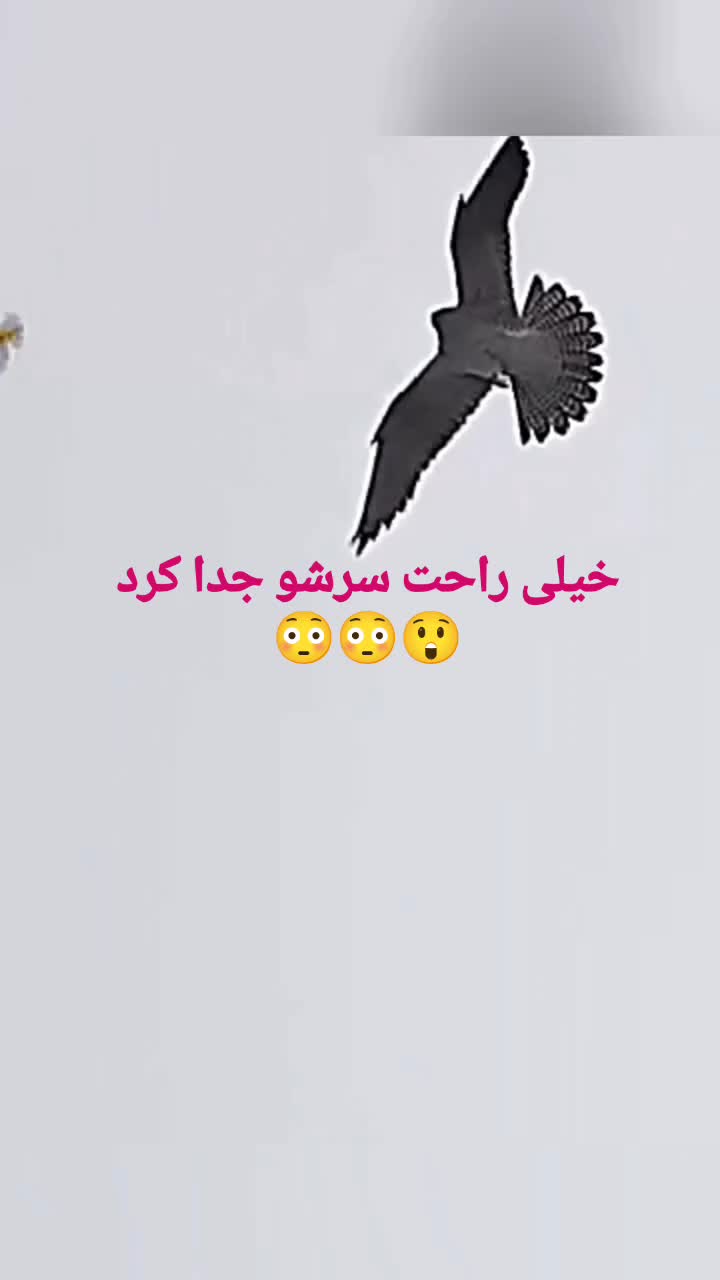ببینید؛ لحظه قطع کردن سر یک پرنده توسط شاهین در حین پرواز!