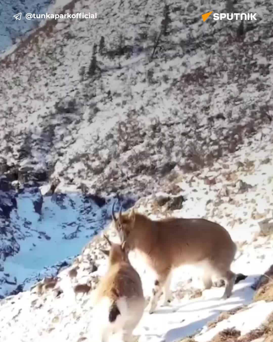   نبرد دو بز کوهی در روسیه