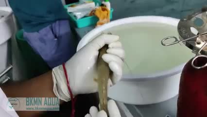 ببینید؛ چرا میگوها رو کور می‌کنند؟!