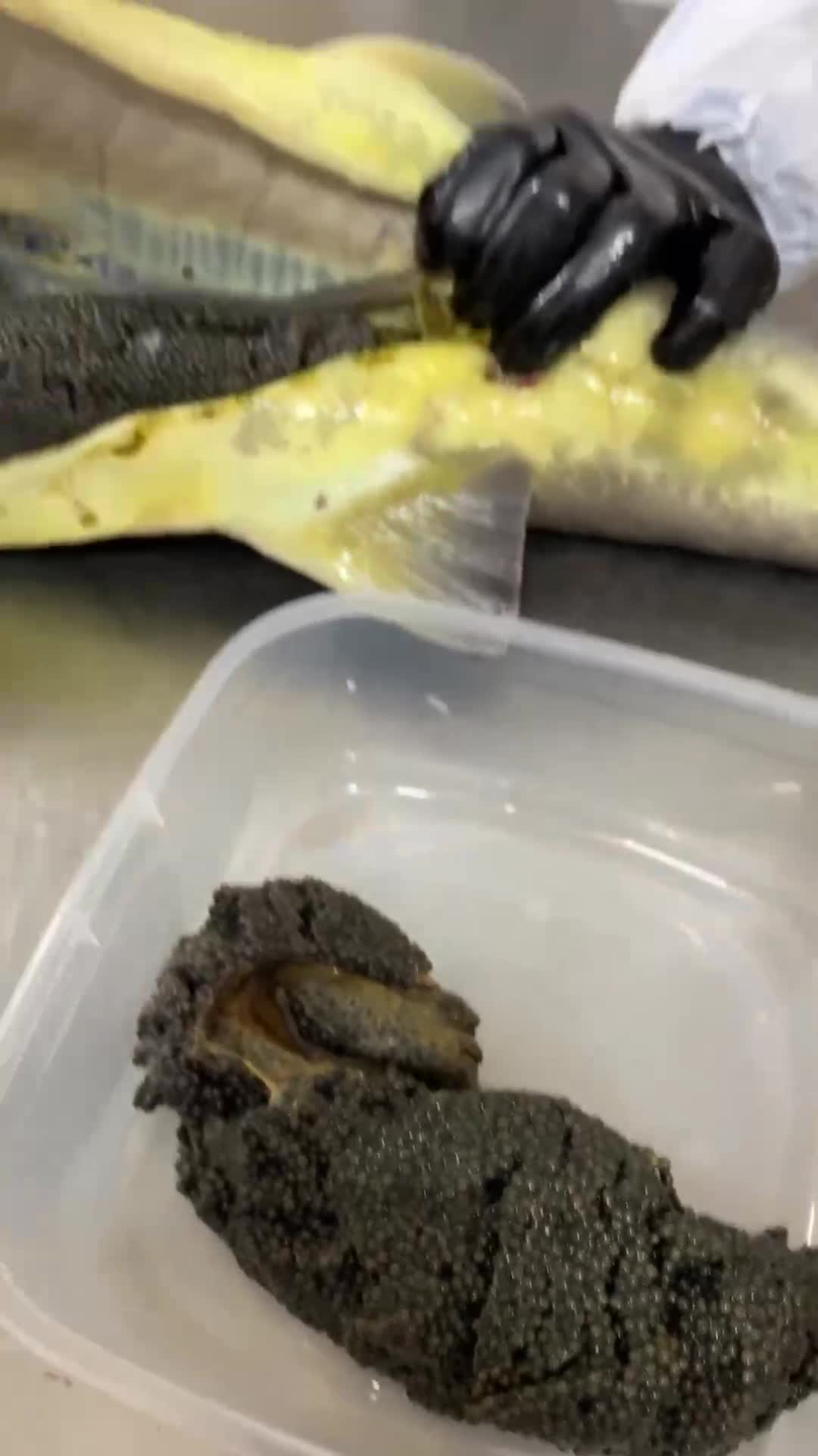   تهیه و آماده‌سازی خاویار گران‌ترین غذای دنیا از دریای خزر