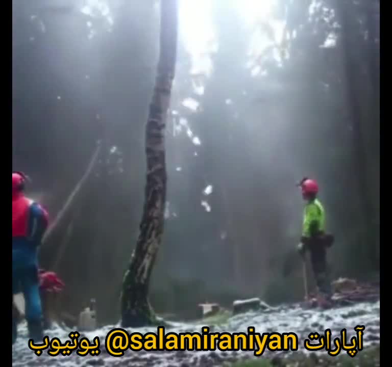 نحوه ی تخريب جنگل در ۱۰ ثانیه